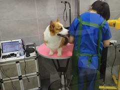 -宠福鑫康馨动物医院·骨科·眼科