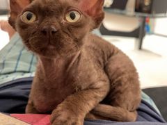 -momokira米努特·德文卷毛猫·棉花面纱犬