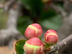 -武汉紫薇都市田园