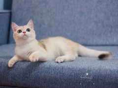 -Bastet sally猫舍购宠(静安店)