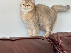 -猫大福·Fortune Cat猫舍(百子湾店)