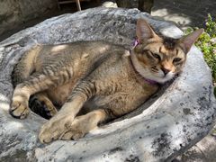 -喵屿·大理花园猫咖