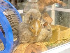 -酷以爬仙阁实体爬宠店·守宫·蜥蜴·专业繁育