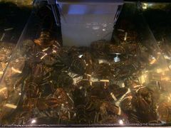 -RED LOBSTER(中城西店)