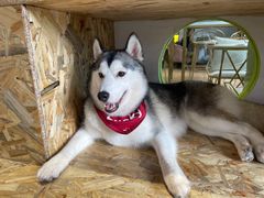 -Husky Go! 哈士奇体验馆·宠物咖啡厅狗咖