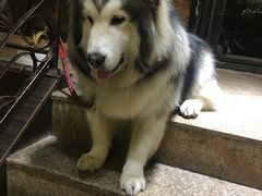 -more than meow吴止猫主题餐厅(承德 中船汇店)