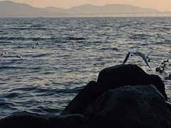 -深圳湾公园(南山区)