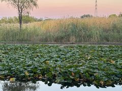 -永定河休闲森林公园