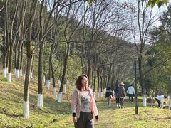 -铁山坪森林公园