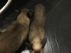 -吱咖啡西式简餐