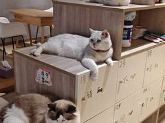 -藏猫猫咖啡主题馆(中央大道店)