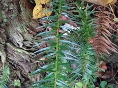 -燕子河大峡谷天坑仙境