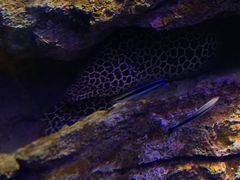 -暹罗海洋世界