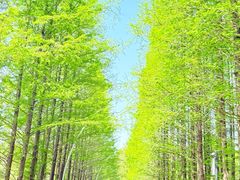 -日照海滨国家森林公园