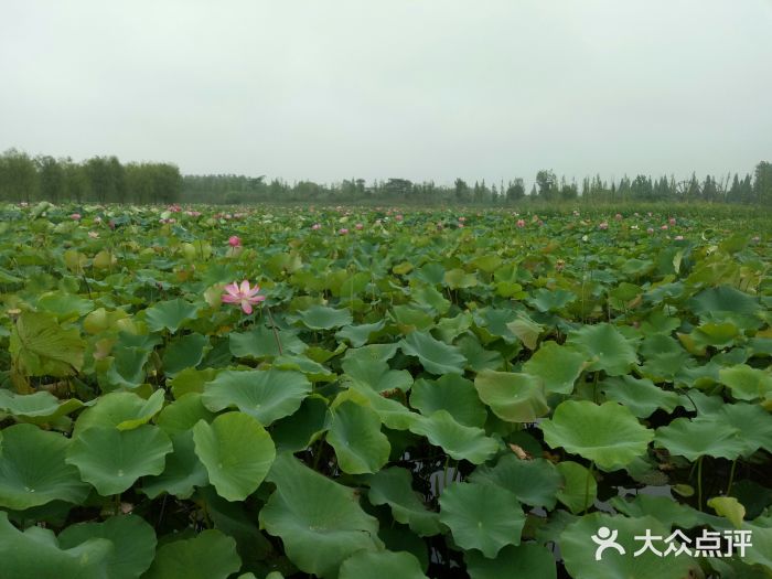 泗洪洪澤湖溼地景區-圖片-泗洪縣景點/周邊遊-大眾點評網