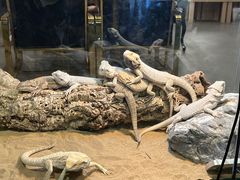 -FAIRYLAND龙族星球主题餐厅(凯丹广场店)