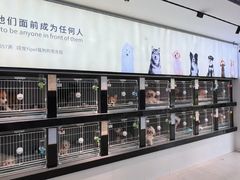 -翊宠yipet猫狗购宠庄园犬舍•猫舍
