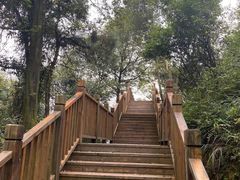 -铁山坪森林公园