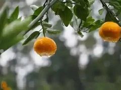 -前小桔亲子创意农场·草莓采摘·露营烧烤