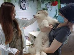 -Husky Go! 哈士奇体验馆·宠物咖啡厅狗咖
