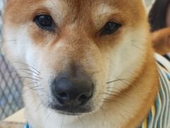 -怪兽屋·羊驼·猫咖·狗咖(俊华广场店)