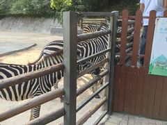 -泉州海丝野生动物世界