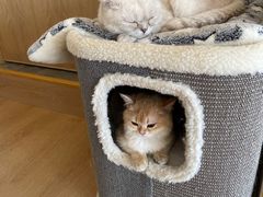 -猫腻·猫咖·撸猫馆(星光大道店)