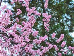 -桃花堤公园