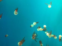 -南昌融创海世界