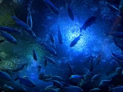 -成都浩海立方海洋公园