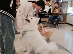 -共舞时光猫咖·狗咖(新街口店)