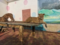 -大连森林动物园