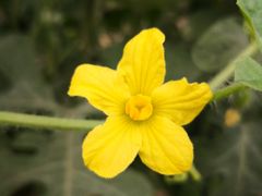 -庞各庄翠芳园西瓜蔬菜基地采摘园