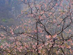 -秦岭终南山世界地质公园翠华山景区