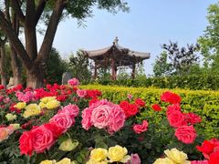 -西海子公园