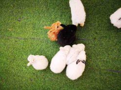 -萌宠亲子动物乐园(槐房万达店)