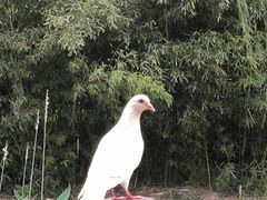 -茯茶镇