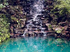 -十八棵（老龙井）御茶园(老龙井店)