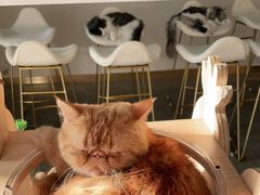 -飞行喵MR PILOT|猫舍·猫咖(静安大融城店)
