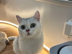 -COLOR PETS 撸猫馆·购猫·猫咖(长风大悦城店)