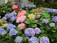 -三圣花乡旅游区