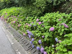 -上海滨江森林公园