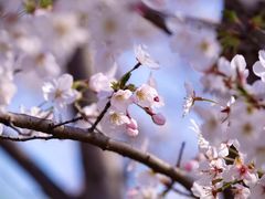-高东镇樱花园