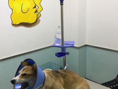 -特一安24小时宠物医院·骨科·中兽医