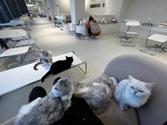 -怪兽屋·羊驼·猫咖·狗咖(俊华广场店)