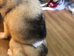 -Husky Go! 哈士奇体验馆·宠物咖啡厅狗咖