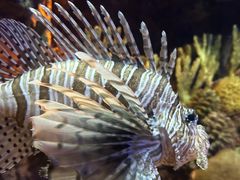 -上海海洋水族馆