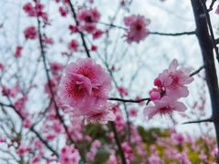 -陆家嘴中心绿地