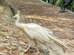 -泉州海丝野生动物世界