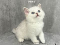 -小猫来了·猫舍(红山六九七九店)